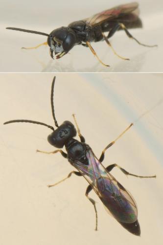 Réf. 204 324 : Passaloecus singularis